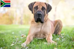 Read more about the article Boerboel breeders and puppies in South Africa