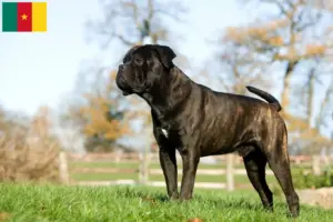 Read more about the article Cane Corso Italiano breeders and puppies in Cameroon