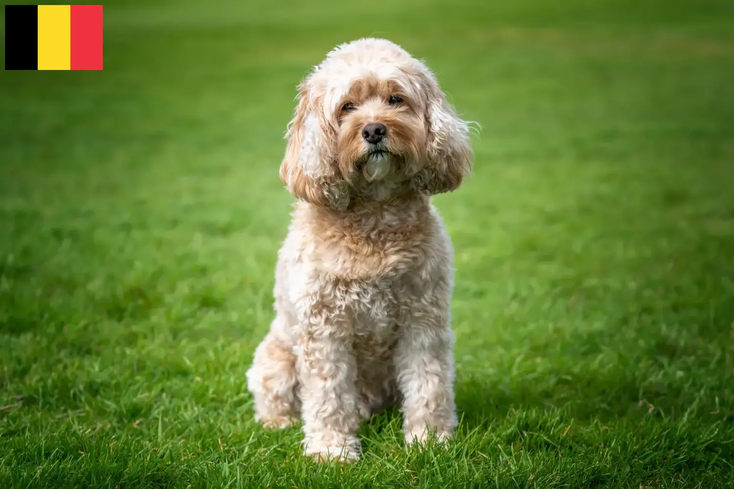 Read more about the article Cavoodle breeders and puppies in Belgium