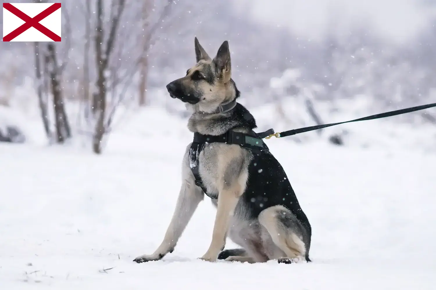 Read more about the article Eastern European Shepherd Dog Breeder and Puppies in Alabama