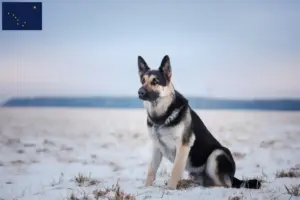 Read more about the article Eastern European Shepherd Dog Breeder and Puppies in Alaska