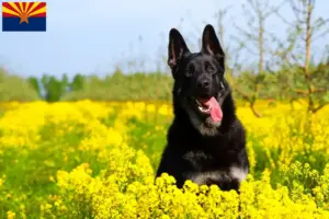 Read more about the article Eastern European Shepherd Dog Breeder and Puppies in Arizona