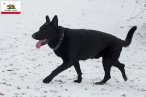 Read more about the article Eastern European Shepherd Dog Breeder and Puppies in California