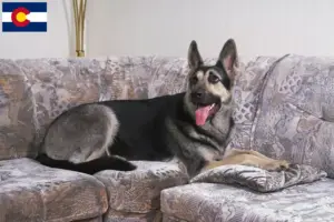 Read more about the article Eastern European Shepherd Dog Breeder and Puppies in Colorado