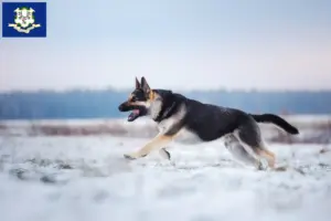 Read more about the article Eastern European Shepherd Dog Breeder and Puppies in Connecticut