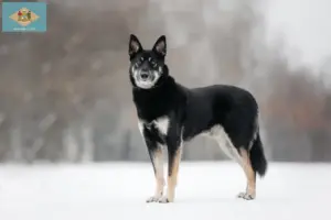 Read more about the article Eastern European Shepherd Dog Breeder and Puppies in Delaware