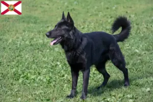 Read more about the article Eastern European Shepherd Dog Breeder and Puppies in Florida