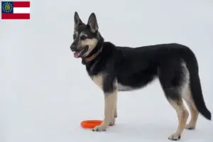Read more about the article Eastern European Shepherd Dog Breeder and Puppies in Georgia