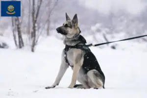 Read more about the article Eastern European Shepherd Dog Breeder and Puppies in Idaho