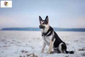 Read more about the article Eastern European Shepherd Dog Breeder and Puppies in Illinois