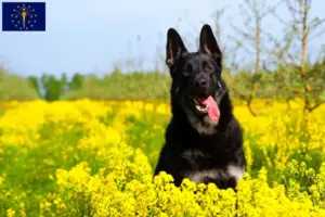 Read more about the article Eastern European Shepherd Dog Breeder and Puppies in Indiana
