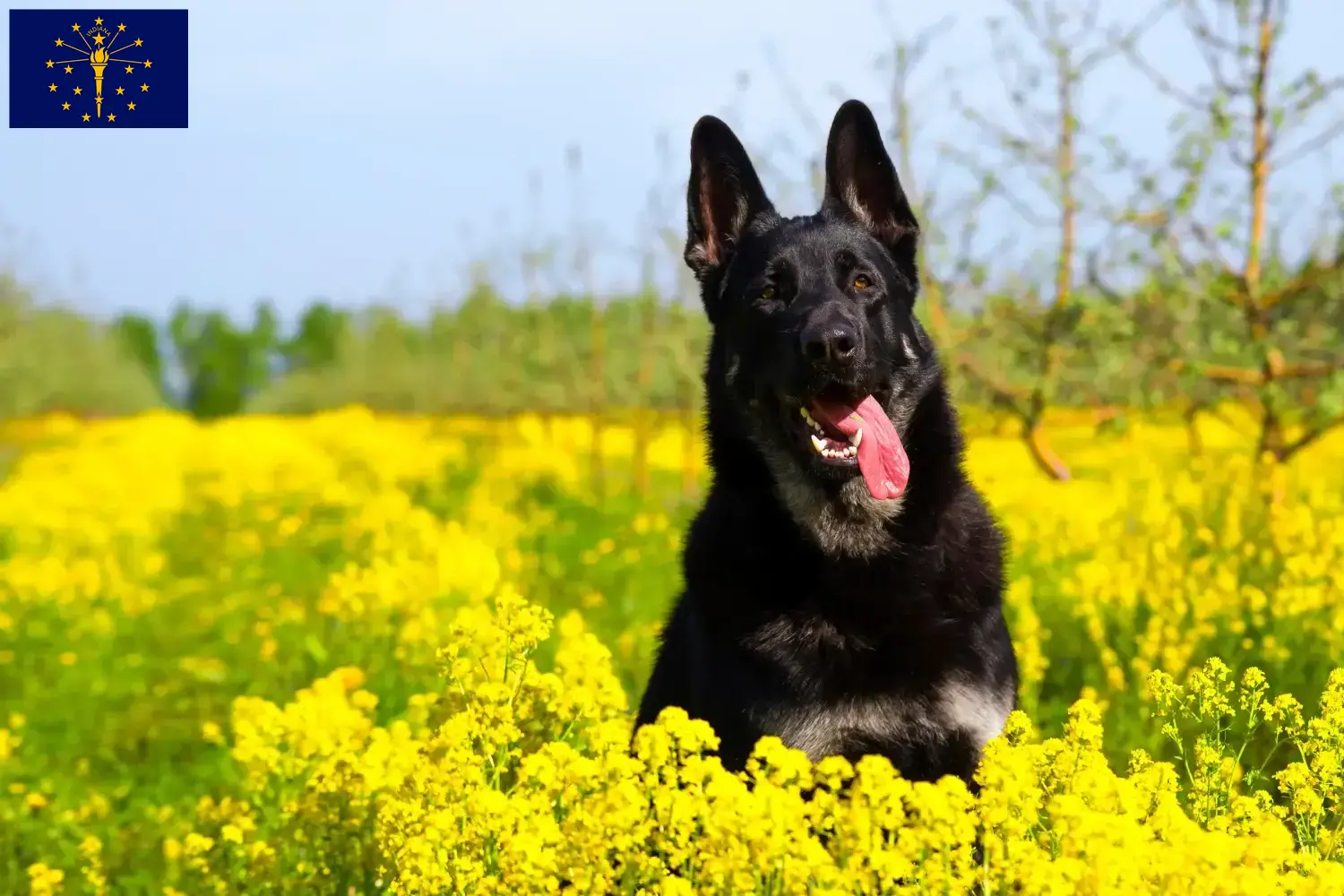 Read more about the article Eastern European Shepherd Dog Breeder and Puppies in Indiana
