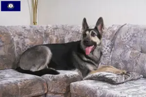 Read more about the article Eastern European Shepherd Dog Breeder and Puppies in Kentucky