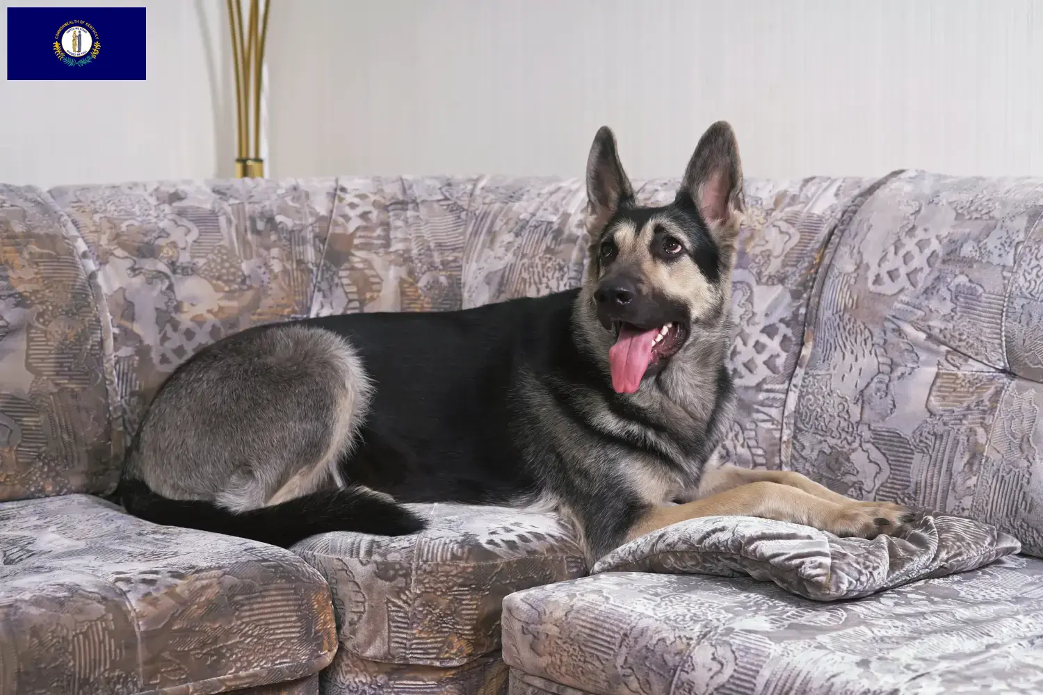 Read more about the article Eastern European Shepherd Dog Breeder and Puppies in Kentucky