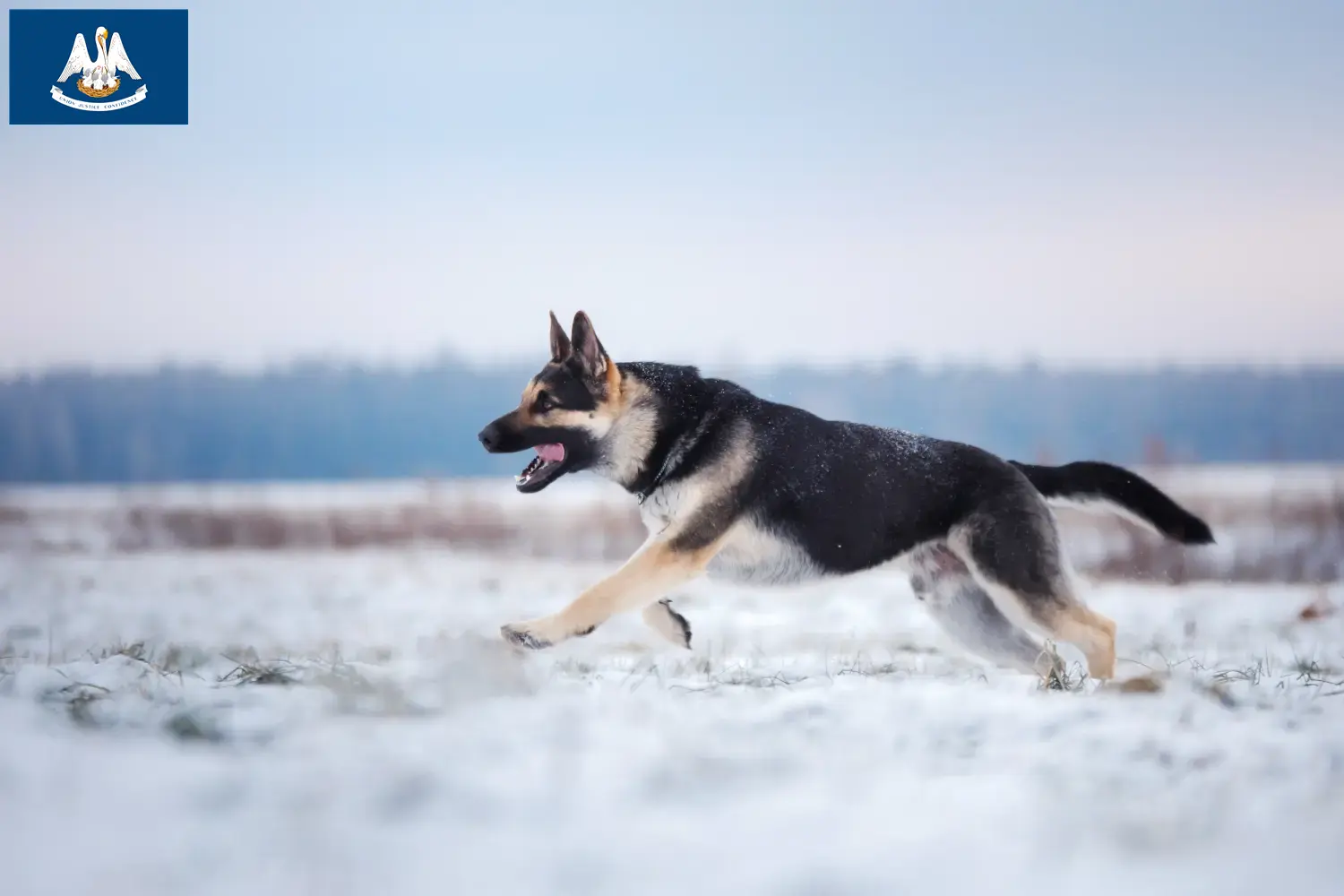 Read more about the article Eastern European Shepherd Dog Breeder and Puppies in Louisiana