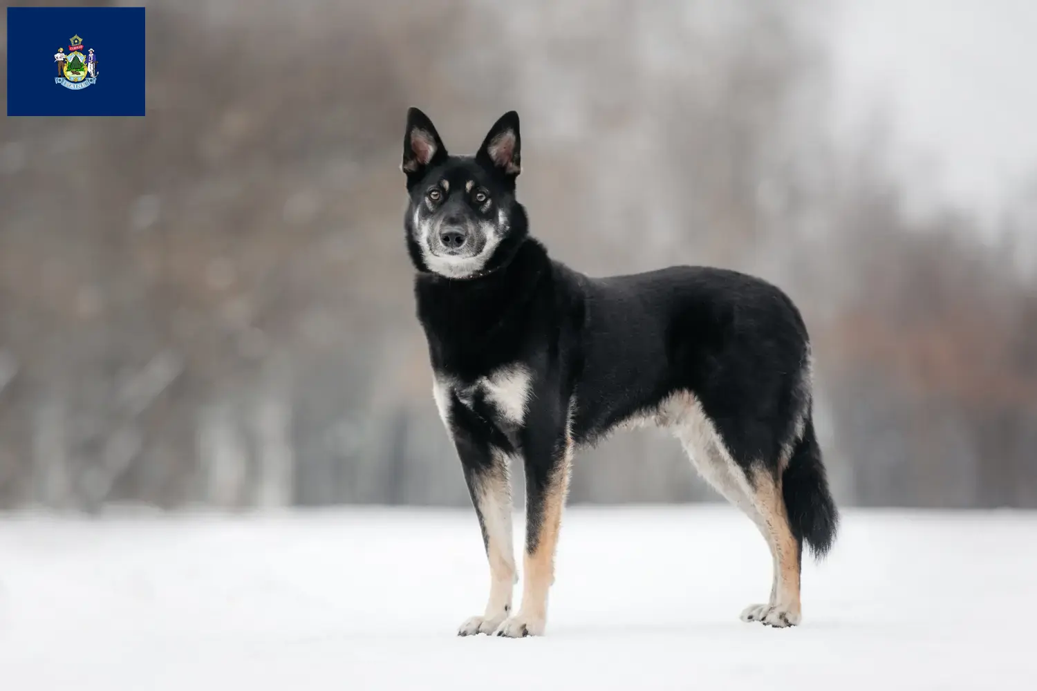 Read more about the article Eastern European Shepherd Dog Breeder and Puppies in Maine