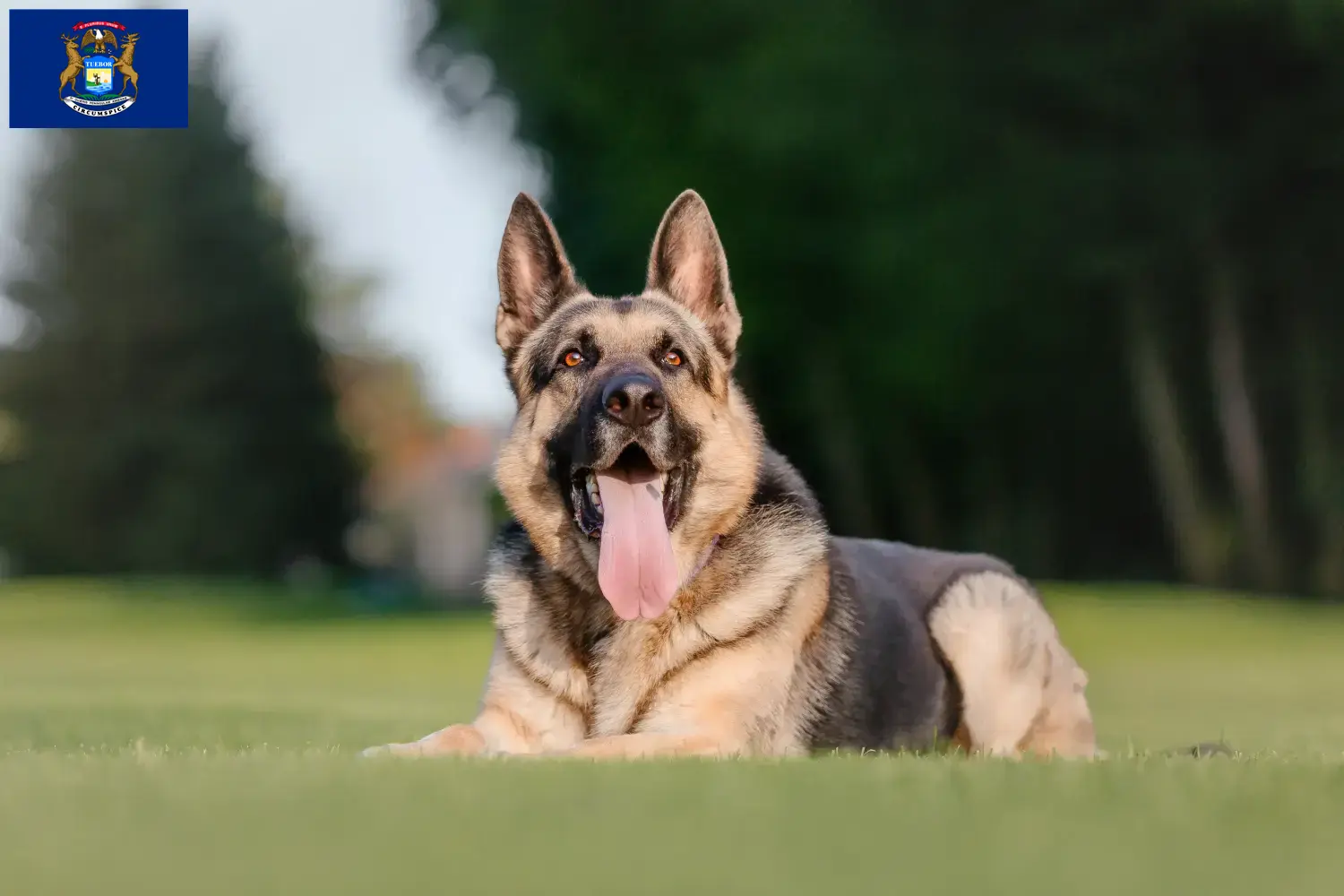 Read more about the article Eastern European Shepherd Dog Breeder and Puppies in Michigan