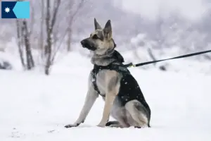 Read more about the article Eastern European Shepherd Dog Breeder and Puppies in Minnesota