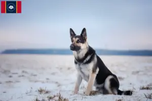 Read more about the article Eastern European Shepherd Dog Breeder and Puppies in Mississippi