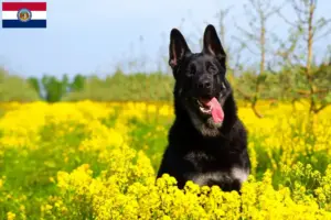 Read more about the article Eastern European Shepherd Dog Breeder and Puppies in Missouri
