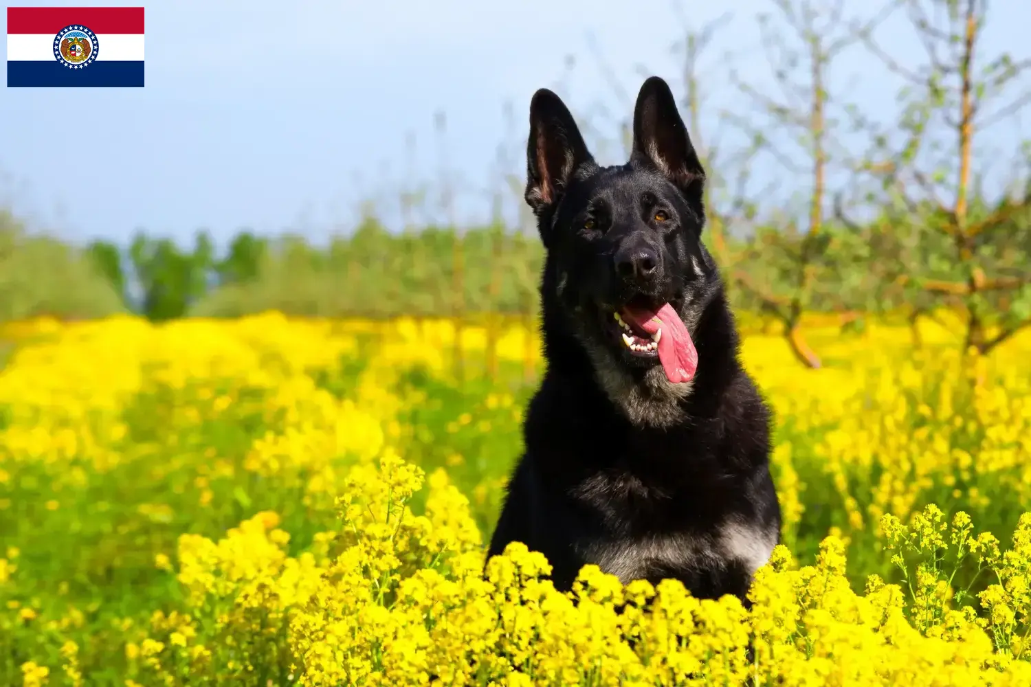 Read more about the article Eastern European Shepherd Dog Breeder and Puppies in Missouri