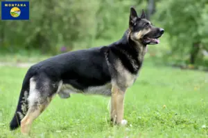 Read more about the article Eastern European Shepherd Dog Breeder and Puppies in Montana