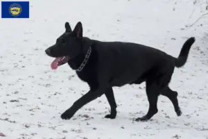 Read more about the article Eastern European Shepherd Dog Breeder and Puppies in Nebraska