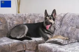 Read more about the article Eastern European Shepherd Dog Breeder and Puppies in Nevada