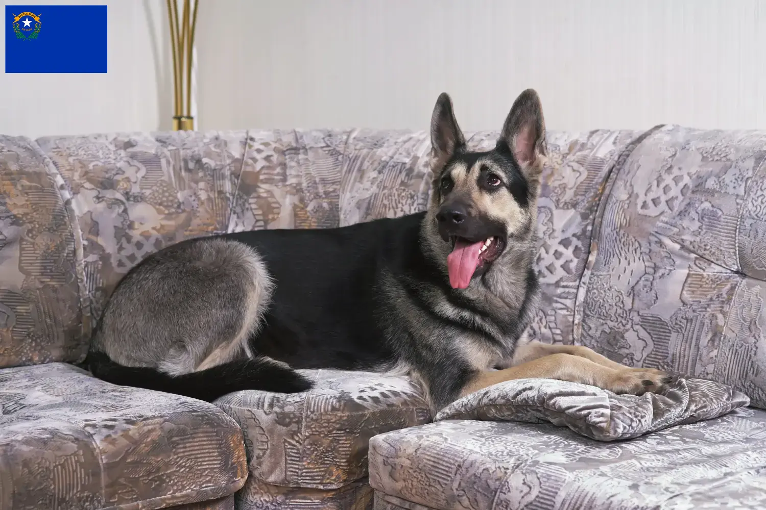 Read more about the article Eastern European Shepherd Dog Breeder and Puppies in Nevada