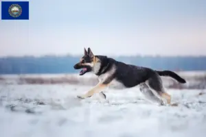 Read more about the article Eastern European Shepherd Dog Breeder and Puppies in New Hampshire