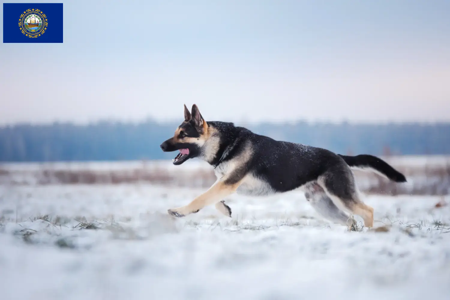 Read more about the article Eastern European Shepherd Dog Breeder and Puppies in New Hampshire