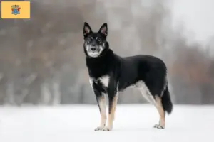 Read more about the article Eastern European Shepherd Dog Breeder and Puppies in New Jersey