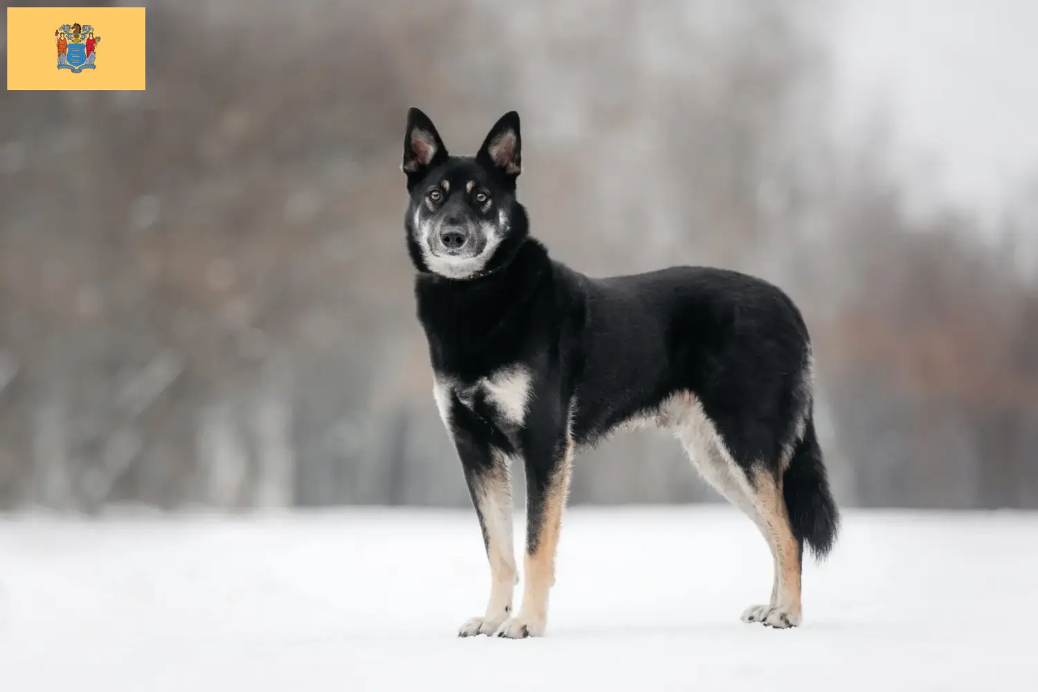Read more about the article Eastern European Shepherd Dog Breeder and Puppies in New Jersey