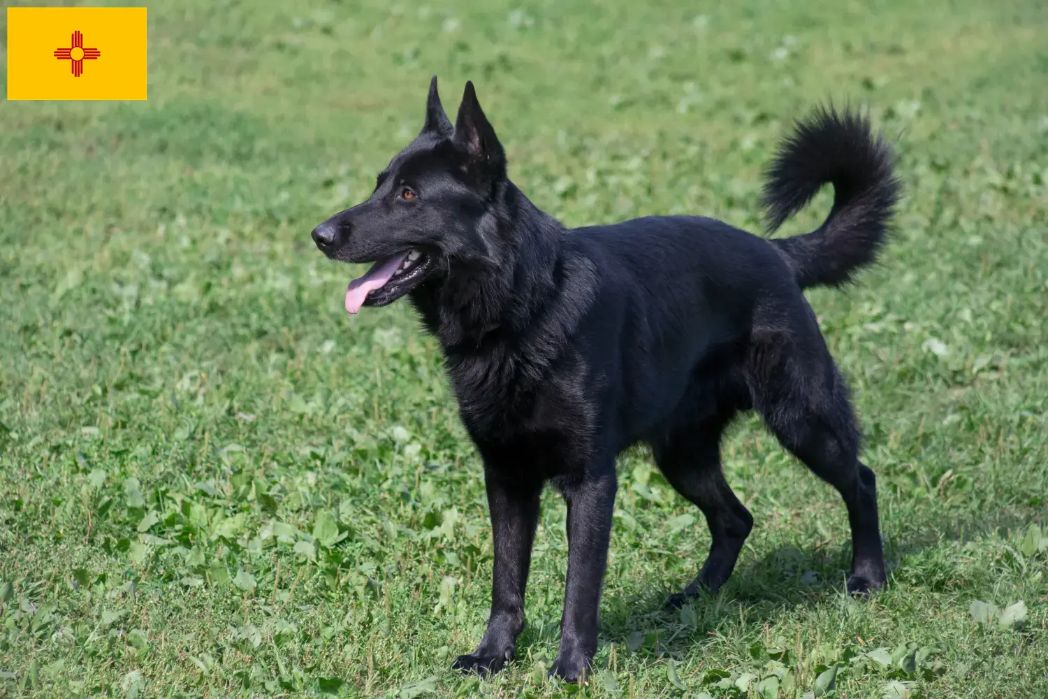 Read more about the article Eastern European Shepherd Dog Breeder and Puppies in New Mexico