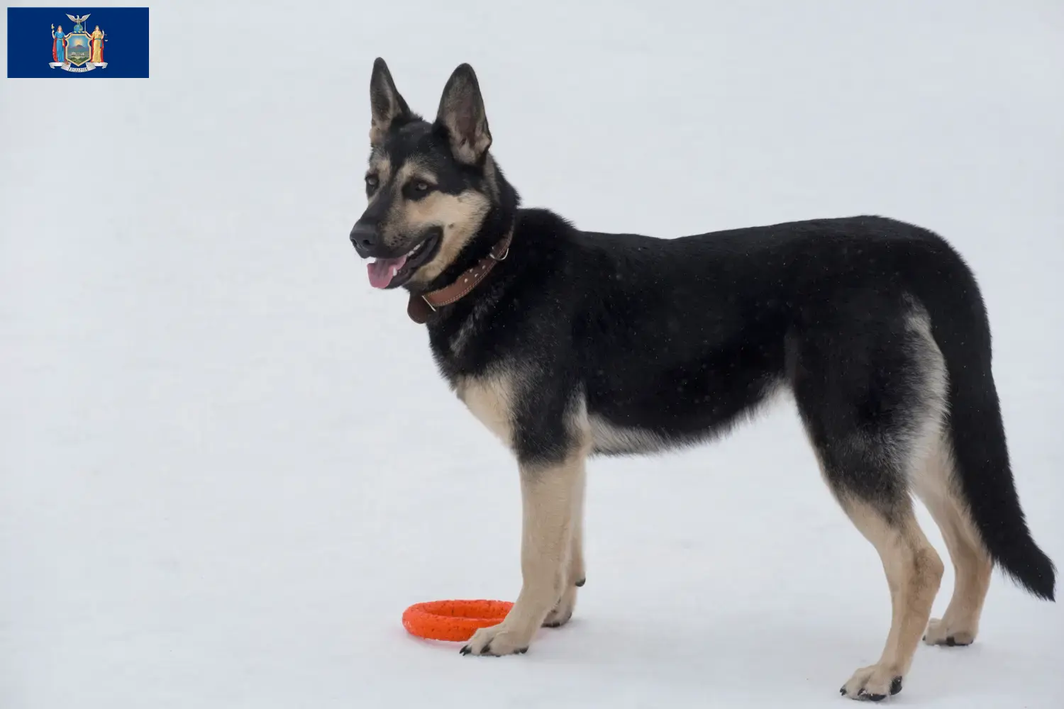 Read more about the article Eastern European Shepherd Dog Breeder and Puppies in New York