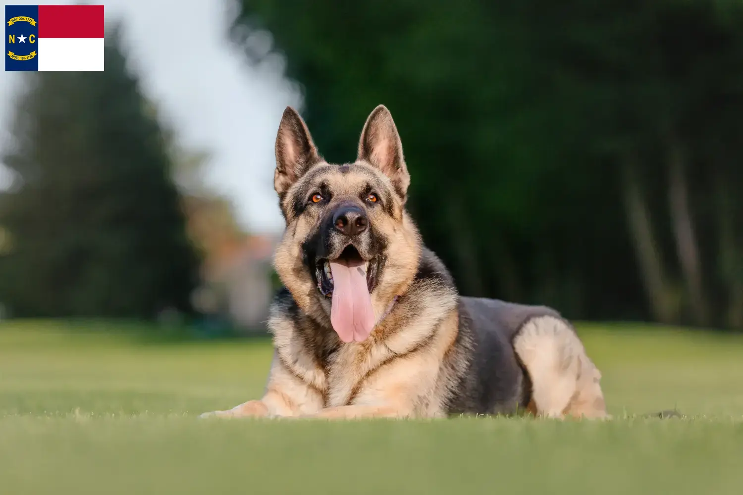 Read more about the article Eastern European Shepherd Dog Breeder and Puppies in North Carolina