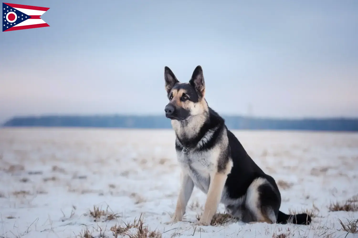 Read more about the article Eastern European Shepherd Dog Breeder and Puppies in Ohio