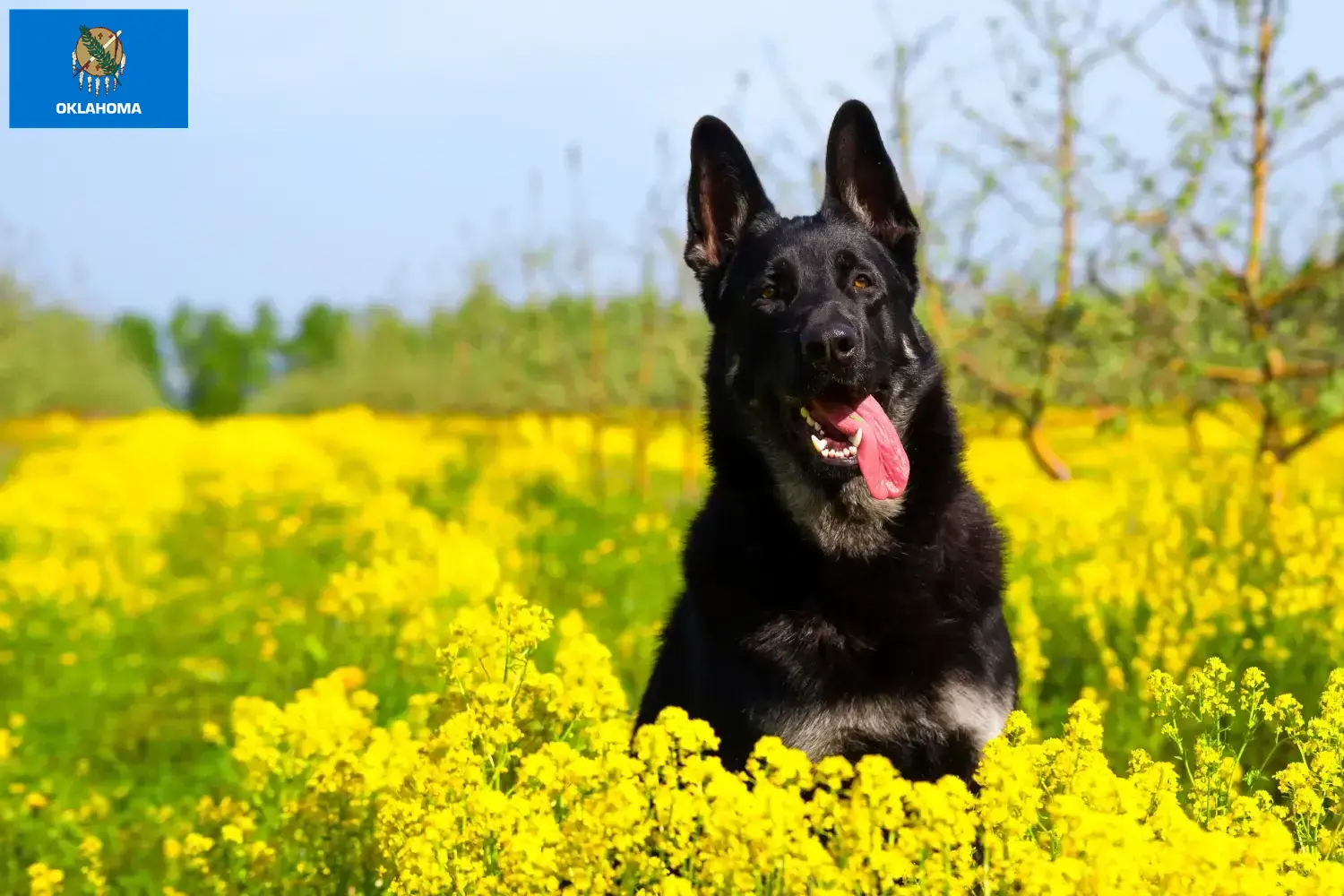 Read more about the article Eastern European Shepherd Dog Breeder and Puppies in Oklahoma