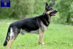 Read more about the article Eastern European Shepherd Dog Breeder and Puppies in Oregon
