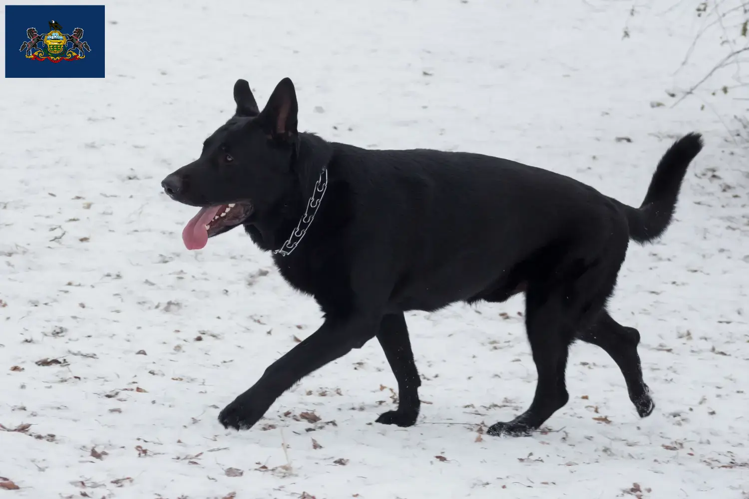 Read more about the article Eastern European Shepherd Dog Breeder and Puppies in Pennsylvania