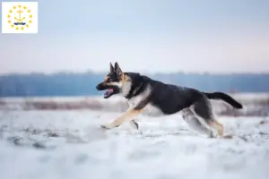 Read more about the article Eastern European Shepherd Dog Breeder and Puppies in Rhode Island