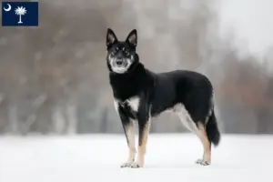 Read more about the article Eastern European Shepherd Dog Breeder and Puppies in South Carolina