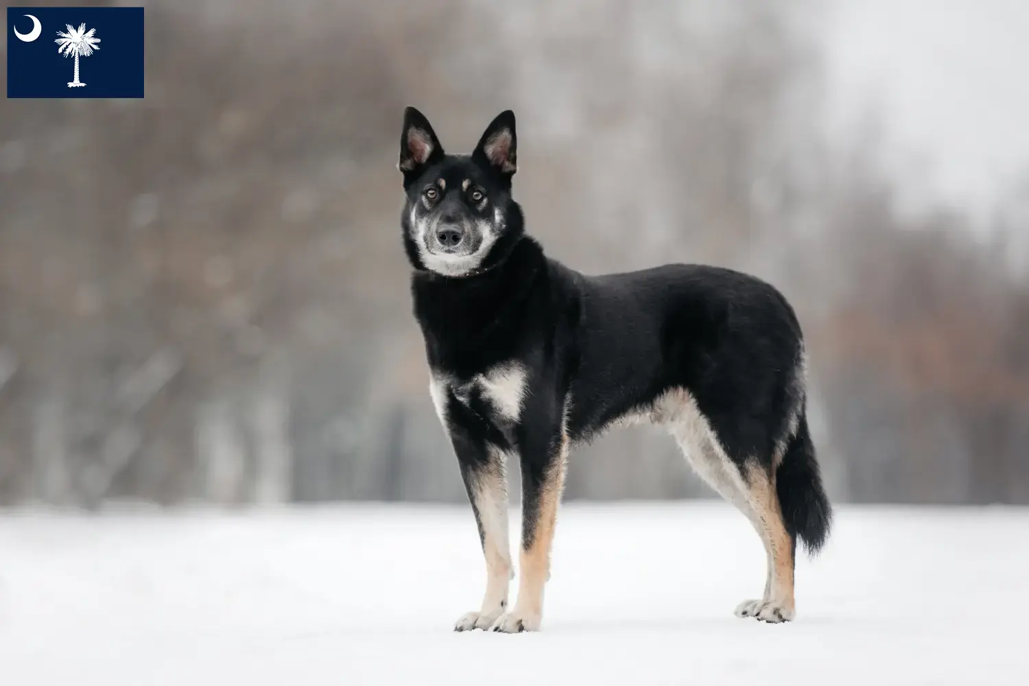 Read more about the article Eastern European Shepherd Dog Breeder and Puppies in South Carolina
