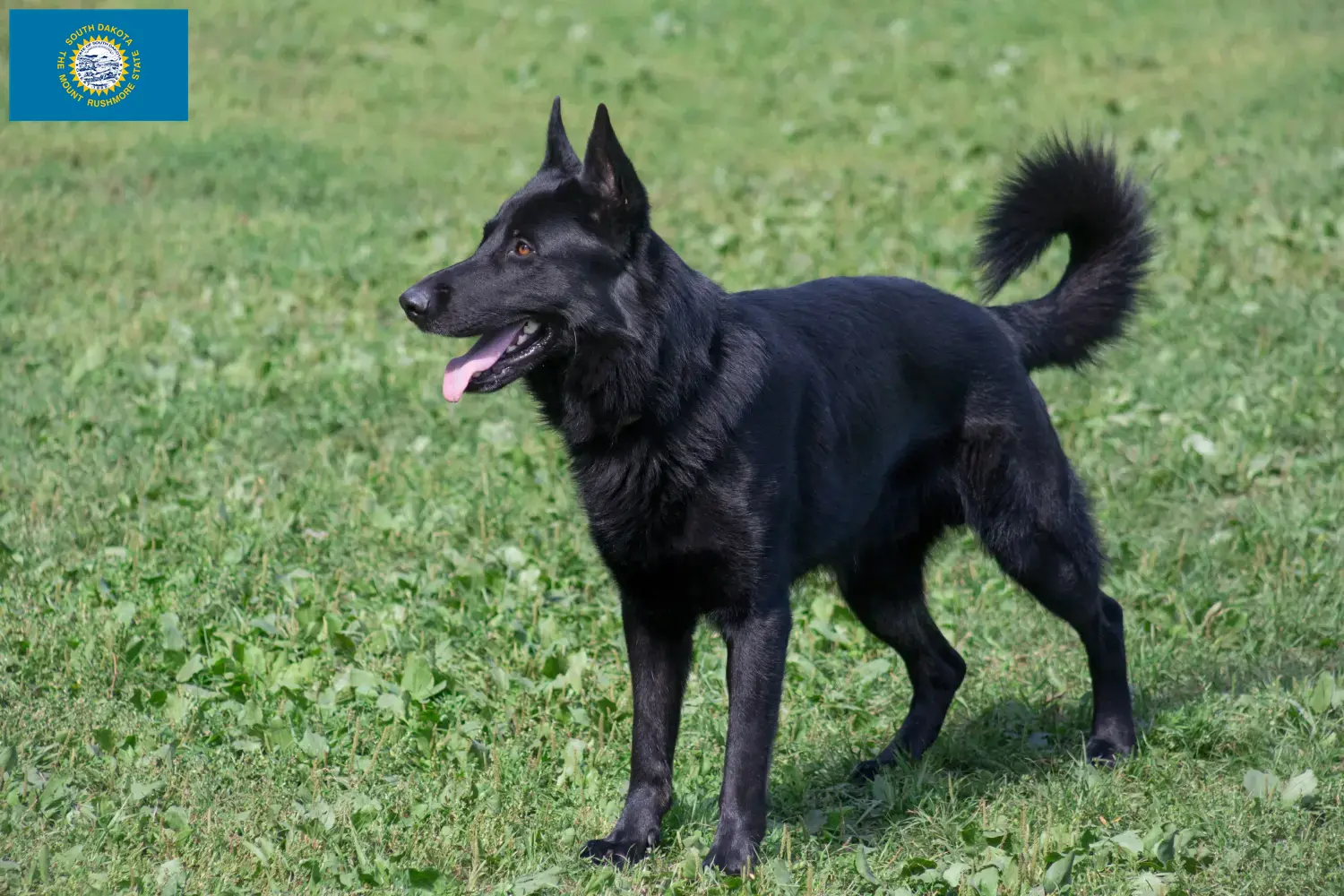 Read more about the article Eastern European Shepherd Dog Breeder and Puppies in South Dakota