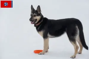 Read more about the article Eastern European Shepherd Dog Breeder and Puppies in Tennessee