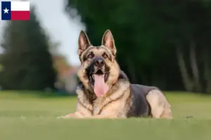 Read more about the article Eastern European Shepherd Dog Breeder and Puppies in Texas