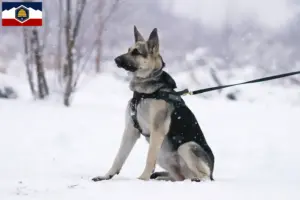 Read more about the article Eastern European Shepherd Dog Breeder and Puppies in Utah