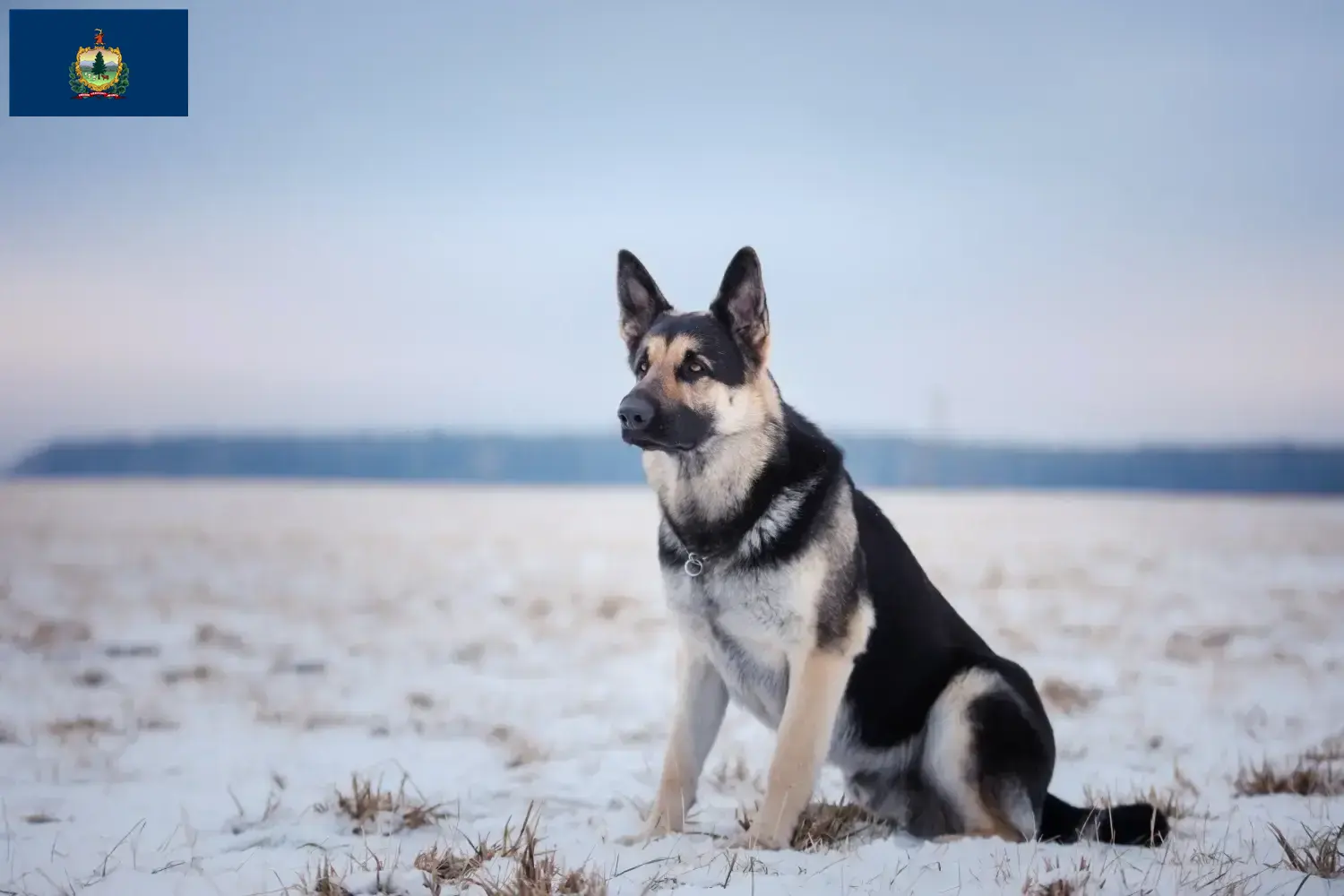 Read more about the article Eastern European Shepherd Dog Breeder and Puppies in Vermont