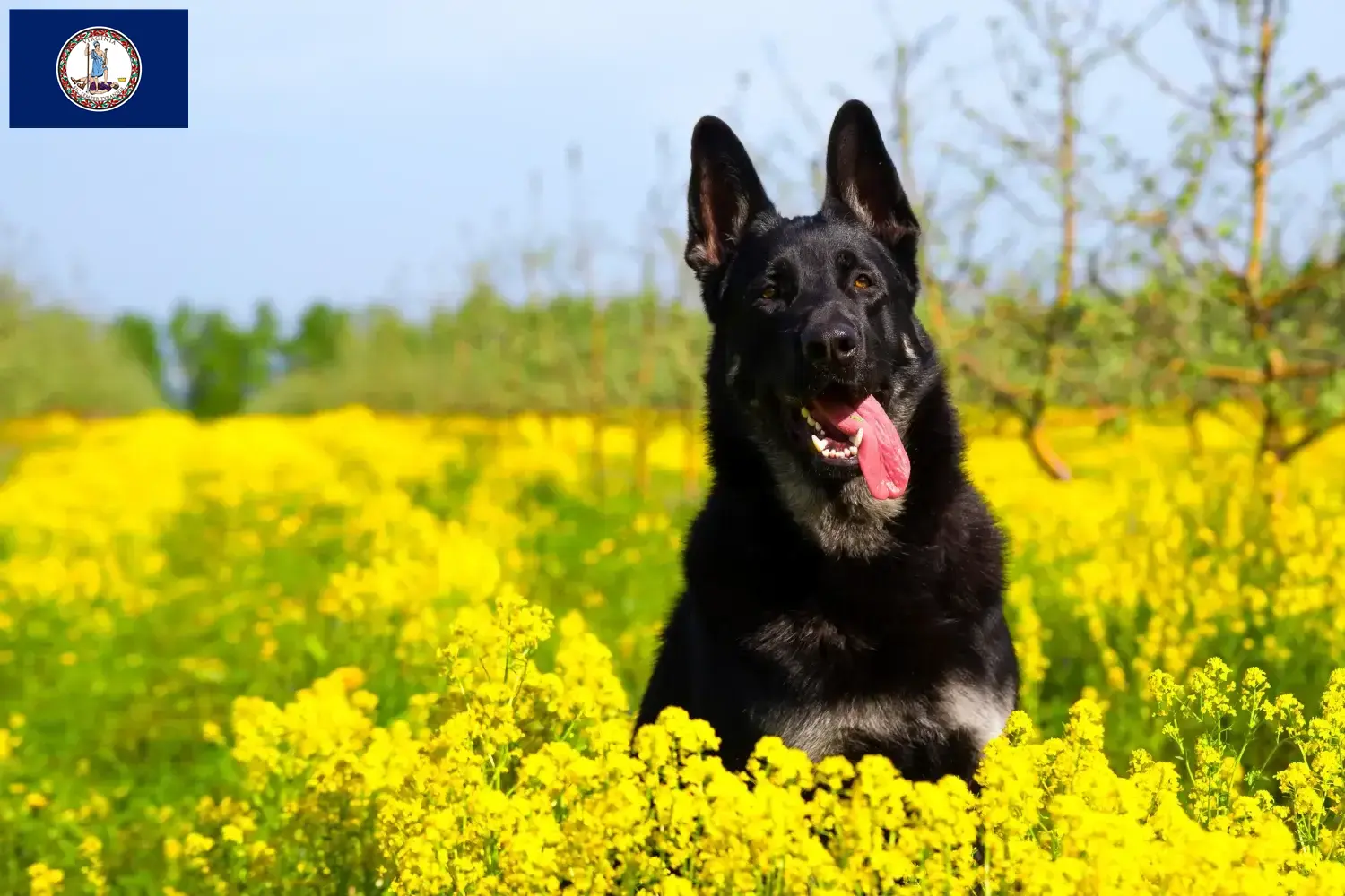Read more about the article Eastern European Shepherd Dog Breeder and Puppies in Virginia