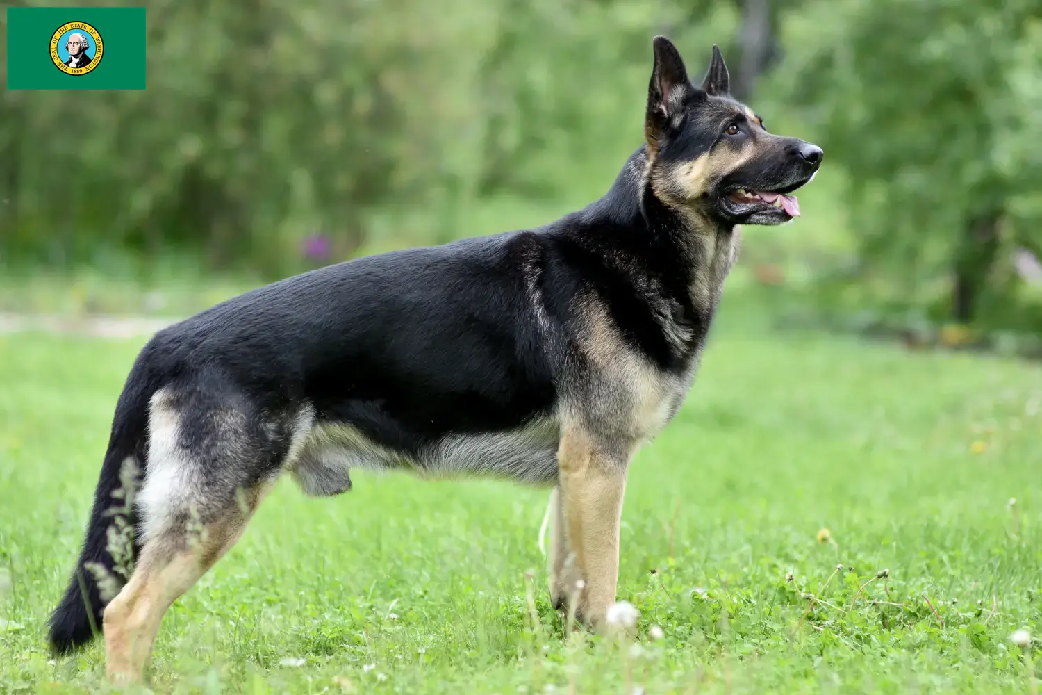 Read more about the article Eastern European Shepherd Dog Breeder and Puppies in Washington